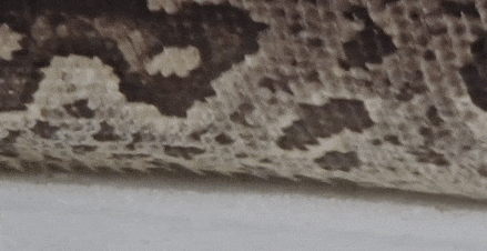 f0b675c6-862b-11eb-8b86-12bb97331649.gif